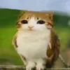 ghooolin6