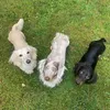 blueyandwilsondachshunds