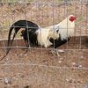 gamefowl91