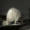 evenings_miloxin