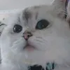 enycat