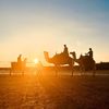 Bali Camel Ride