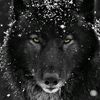 1_bonia_3
