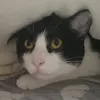 pgjatgjagjpj2mdmoajkgj