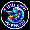 M.T Guppy