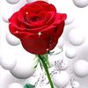user1681156259160