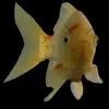fatality_98
