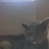 catleon.123