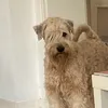ichsehees4