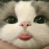 pawziya