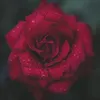 bayan.mohammad5
