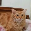 kuromilocat