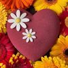 iris.e..cardona