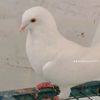 perinjani7