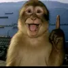 thaituhanoii