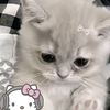 afshan.farhan20