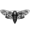 hawkmothconspiracy