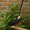 Kreator Manuk