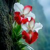 md.shohel950