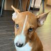 bevothebasenji