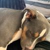 frankiebabygirlpuppup