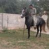 shehryar7530