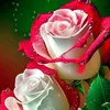 user4255247800098