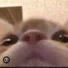 albertinhio_