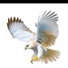 moghee8