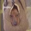 00_pablo_00