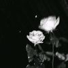 imamverdiyeva_18
