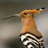 difallah.mohamed0