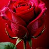 zain.sulamani7