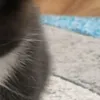 www.tiktok12.com00