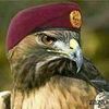 ali.med42