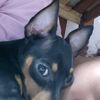 andrea_dom4