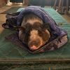 shannonporkchopmama