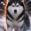 husky_lover43