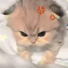 chau812457