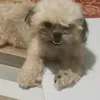 brunomydog6