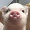 popopipi520