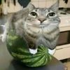 brat_barabolu228