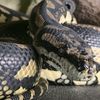 primevilpythons