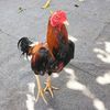 remonarul2