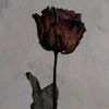 rosse_720