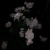 khadicha_9308