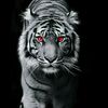 faizoke98