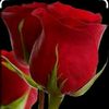 red.rouse4