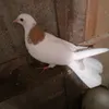 vuqar_699