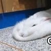 saida.sultanbek